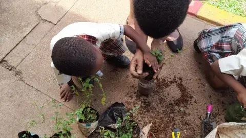 The process of planting.